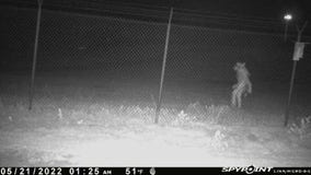 Mysterious figure spotted outside Amarillo Zoo; city asking for public's help identifying