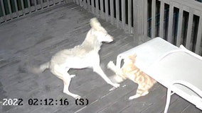 Cat faces off with coyote on Texas porch in wild video: ‘He was a fighter’