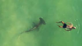 Sharks swimming closer to crowded beaches than previously thought, study says