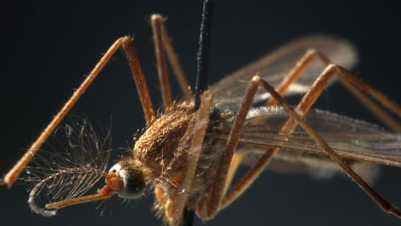 Central Texas resident diagnosed with West Nile fever, DSHS confirms