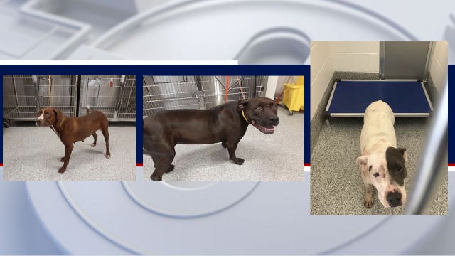 Warrant for felony dog attack charge issued after deadly mauling in Huffman