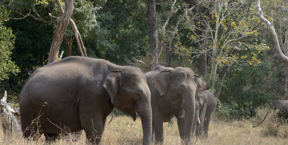 Elephant kills woman and returns to her funeral to attack her corpse