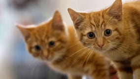 Cats classified as 'invasive alien species' by respected scientific institute