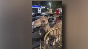 New Midtown Babylon themed nightclub responds to backlash over live exotic animals