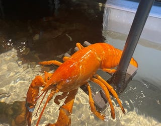 Florida Red Lobster finds rare 1-in-30-million orange