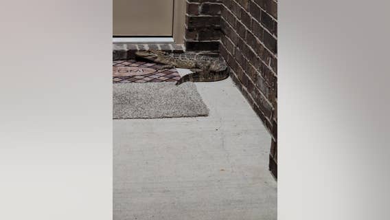 3-foot alligator found at front door of Lake Houston home