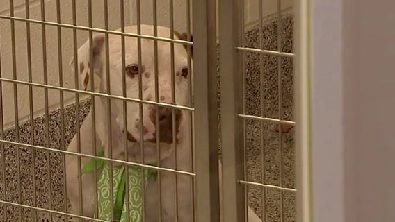 Pet owners, dogs getting attacked on the rise due to Houston's animal overpopulation crisis