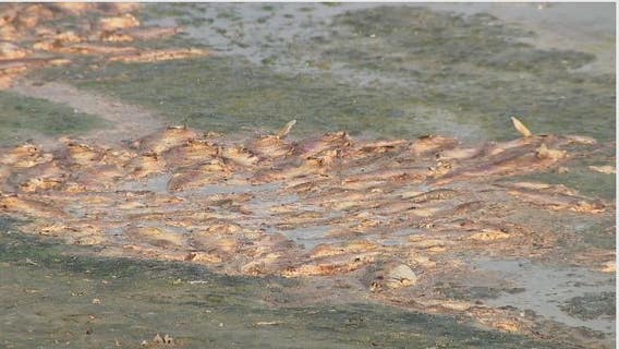 Hundreds of fish dying in Houston area neighborhood's dry pond