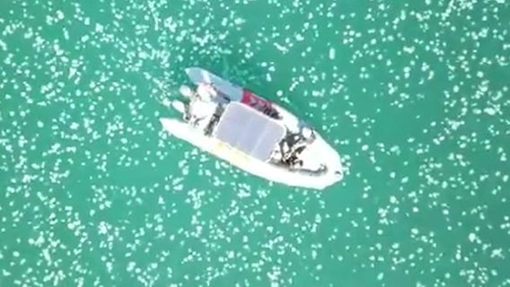 See why countless jellyfish are invading Israeli sea