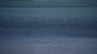 Body found off Galveston coast during coast guard training