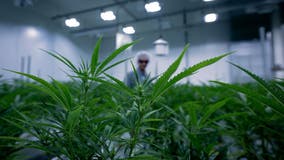North Dakota recreational marijuana measure approved for ballot