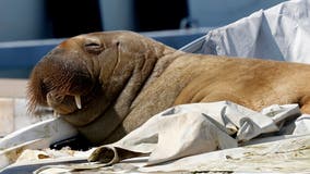 Norway euthanizes popular 1,320-pound walrus Freya