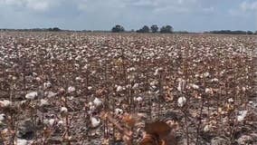 Drought leaves crops struggling for Houston area farmers