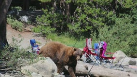 Massive bear surprises visitors at Lake Mary in Mammoth