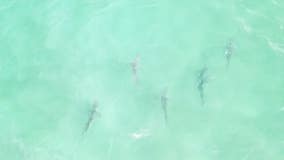 Aerial video captures shark snack attack off New York beach