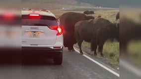 Bison head-butts car stuck in traffic jam in Yellowstone National Park