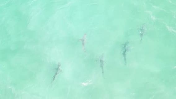 Aerial video captures shark snack attack off New York beach
