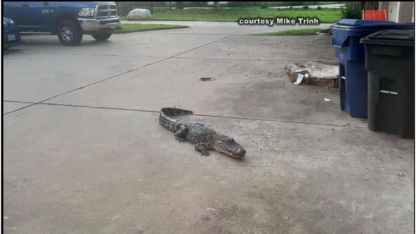 Missouri City MMA fighter faces off with alligator