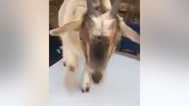 Deputy finds goats munching on paperwork after leaving car door open