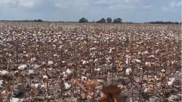 Drought leaves crops struggling for Houston area farmers