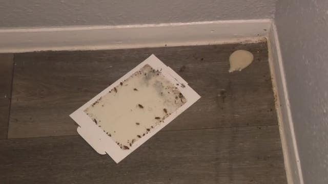 Mice infestation, electricity issues reported at East Houston apartment complex