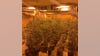 Nearly $500K worth of marijuana plants, liquid THC recovered in Brazoria County drug bust