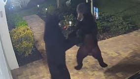 WATCH: Bears caught ‘dancing’ in driveway of Florida home in viral video