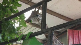 Houston-area giraffe 'Jacob' in the running for America's Favorite Pet