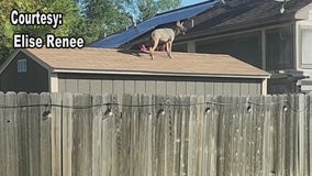 Katy woman says her dog was killed by pack of coyotes near her home