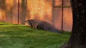 Nearly 11-foot alligator captured in Cinco Ranch subdivision