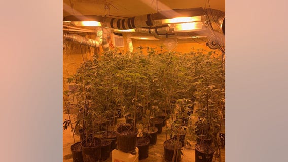 Nearly $500K worth of marijuana plants, liquid THC recovered in Brazoria County drug bust