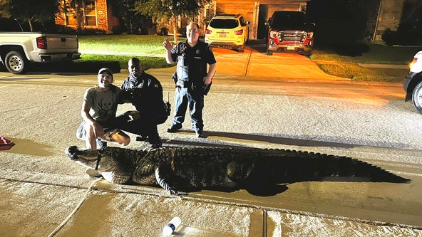 12-foot alligator captured in middle of road in Harris County neighborhood