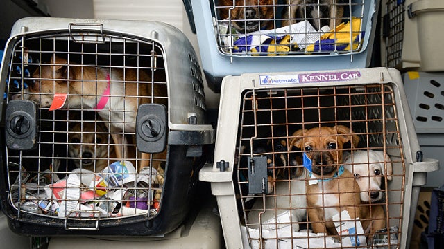 Sugar Land animal shelter euthanized nearly 40 animals without authorization