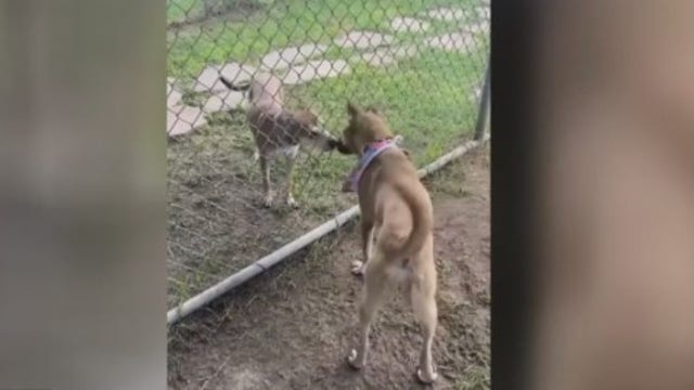 BARC spays 1-year-old dog, only to euthanize her the next day