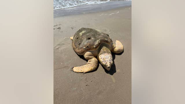 Stranded turtle found on Quintana Beach, safely relocated