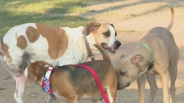 National Dog Week: Have you ever wondered if your four-legged family member needs pet insurance?