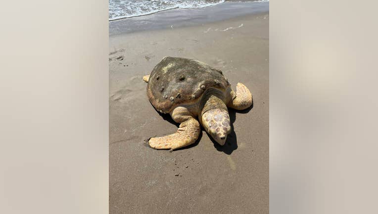 Stranded Turtle
