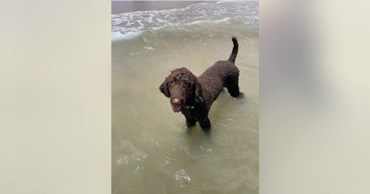Dog shot 10 times with pellet gun in backyard of Kingwood home, owner ...