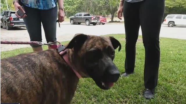 Animal advocates questioning why BARC continues to euthanize dogs after 'Code Red' list was frozen
