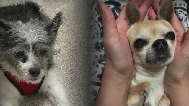 2 small dogs mauled to death, another severely injured while in the care of residential pet sitter
