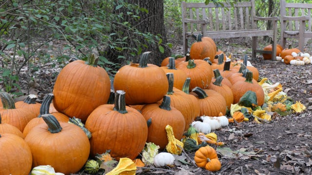 Things to do in Houston this weekend, October 14 - 16: Events, festivals, concerts & more