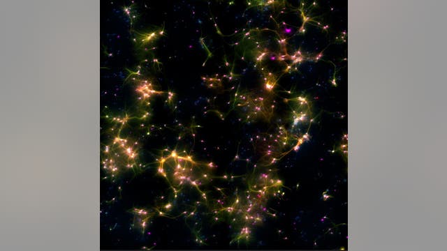 Brain cells in lab dish learn to play computer game, experiment shows