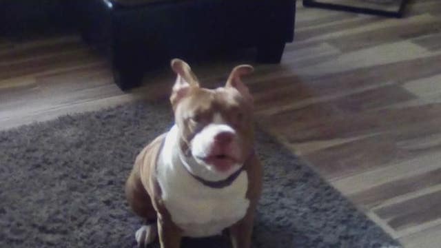 Houston woman says her 7-year-old dog died just hours after being groomed at popular pet store