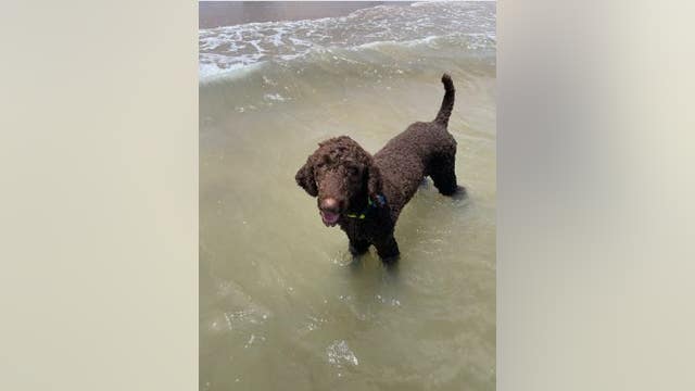 Dog shot 10 times with pellet gun in backyard of Kingwood home, owner says he was targeted