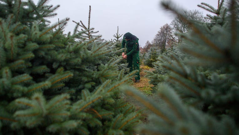 Christmas trees from Saxony-Anhalt