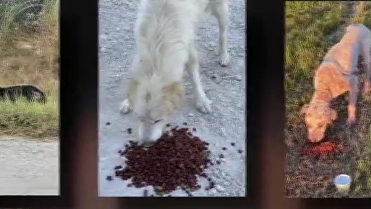 Dog dumping in some areas of Cleveland, getting worse animal