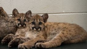 University of Houston gets two new mascots complementary of the Houston Zoo