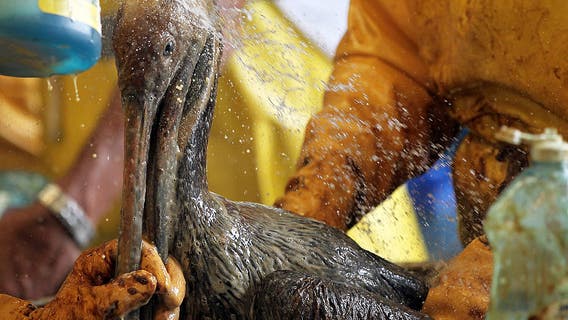 Oil spill near Lake Charles being monitored by Coast Guard, oiled pelicans rescued