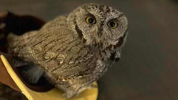 Arizona police write cheeky post after driver illegally buys wild owl after using meth