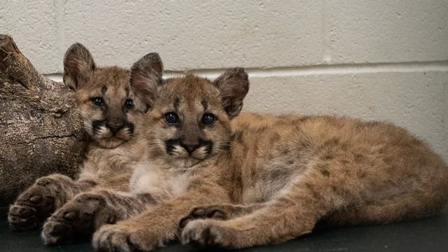 University of Houston gets two new mascots complementary of the Houston Zoo